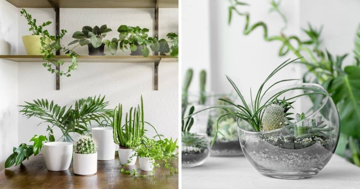 Your House Plants Aren't Purifying the Air Sublime Succulents