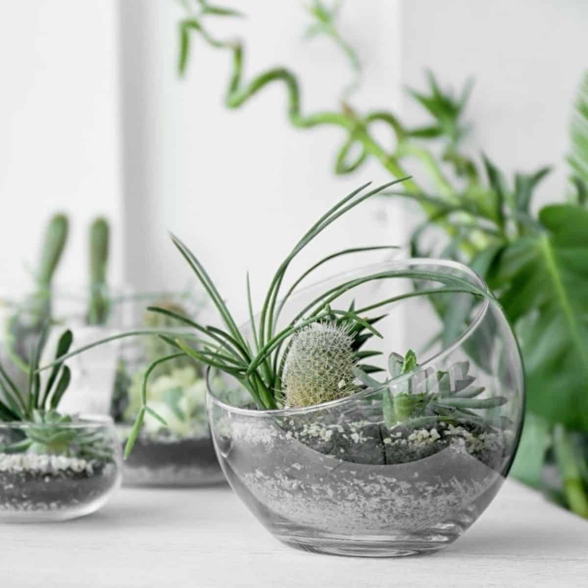 Your House Plants Aren't Purifying the Air - Sublime Succulents