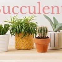 Best Pot for Succulent