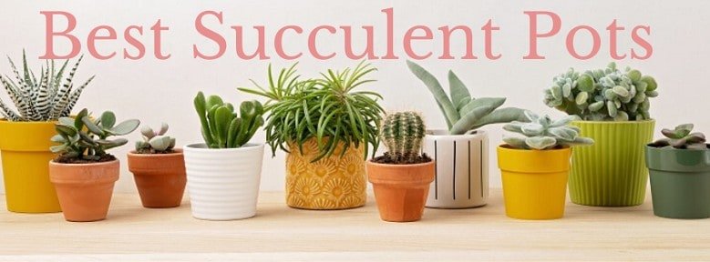 Best Pots For Succulents in 2022 (Our Reviews & Comparisons)