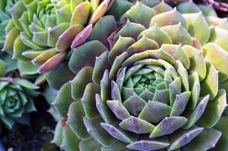 lifespan species average common succulents long live