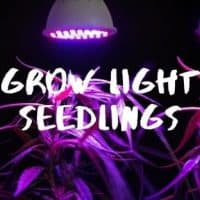 Best Grow Lights for Seedings
