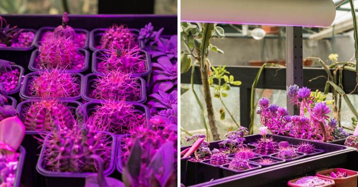 Best Grow Lights for Seedlings in 2024 (Our Reviews & Comparisons