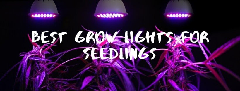 Best Grow Lights for Seedlings in 2022 (Our Reviews & Comparisons)