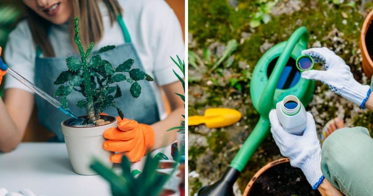 Best Plant Food in 2024 (Our Reviews & Comparisons) Sublime Succulents