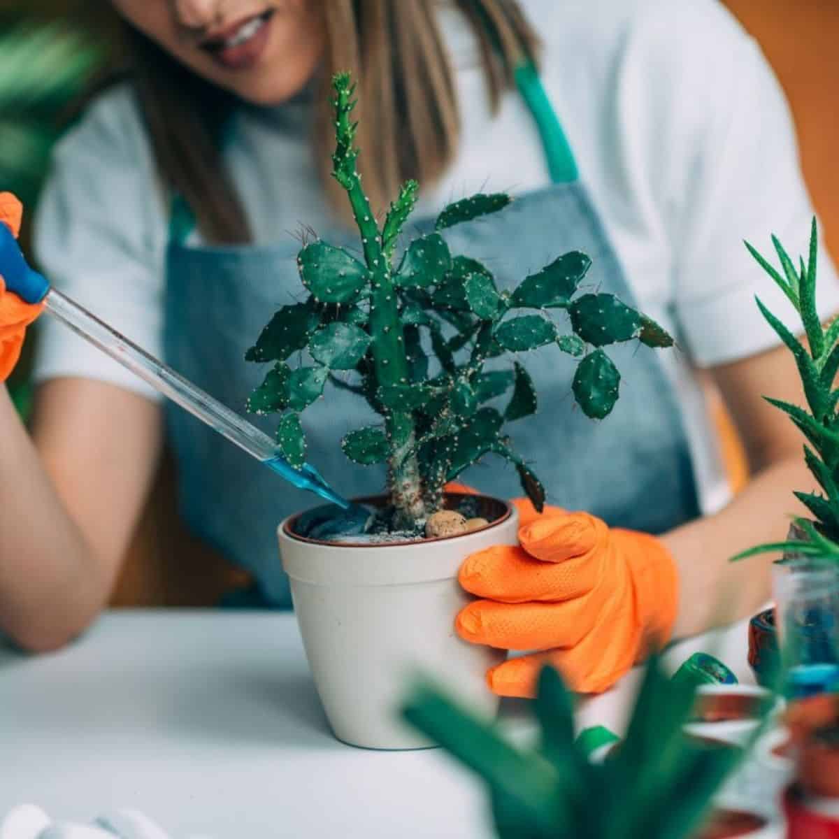 Woman fertilize a succulent in a white pot..