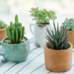 Different varieties of succulents in different types of pots.