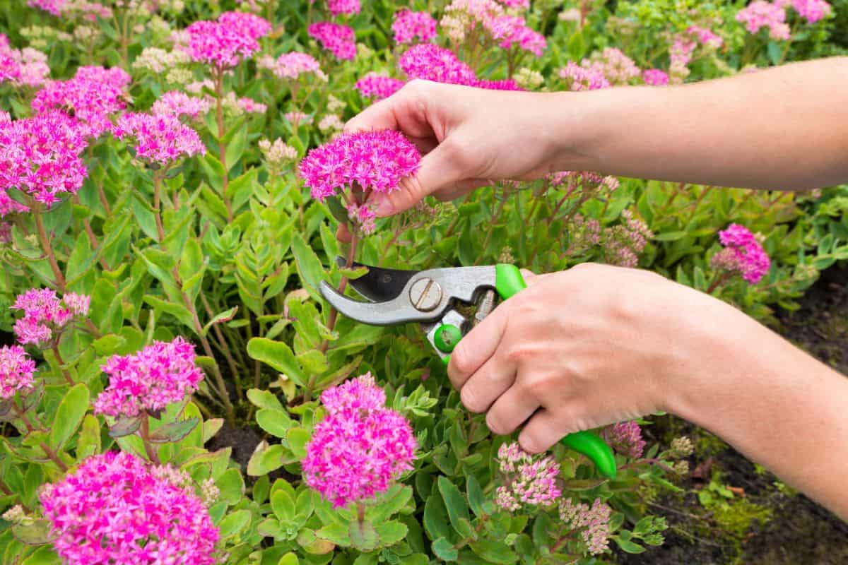 Hands pruning a sedum plant with hand pruners.