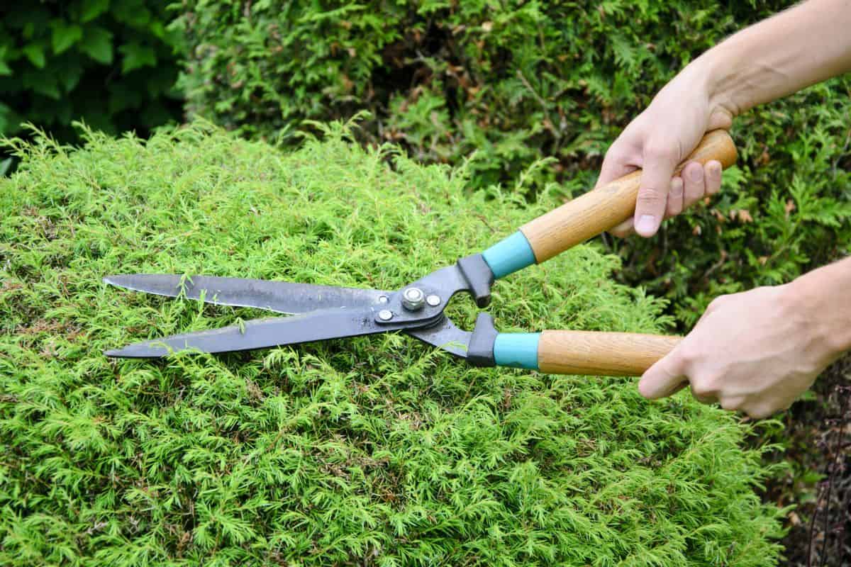 Hands holding garden shears and pruning a plant.