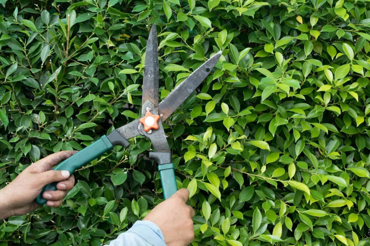 Hands holding garden shears and pruning a plant.