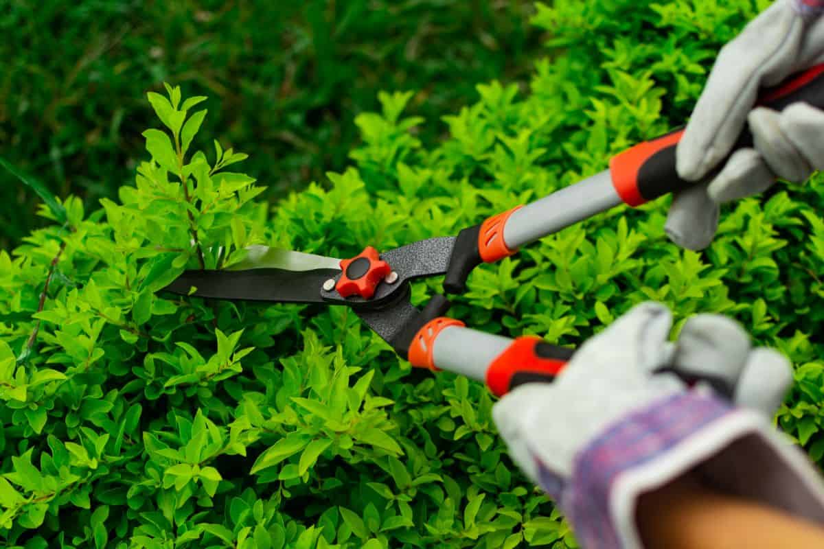 Hands holding garden shears and pruning a plant.