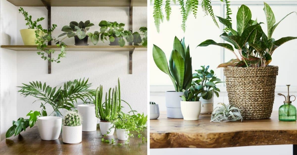 How Long Do Succulents Live (and How to Keep Them Alive)?