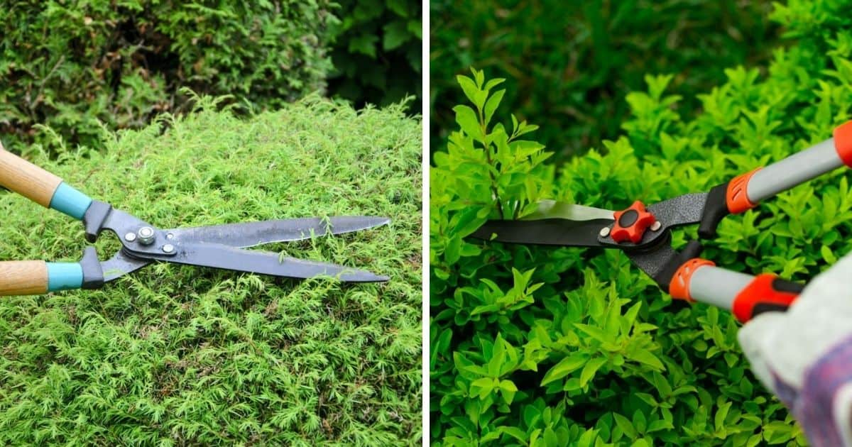 How To Sharpen Hedge Clippers Sublime Succulents