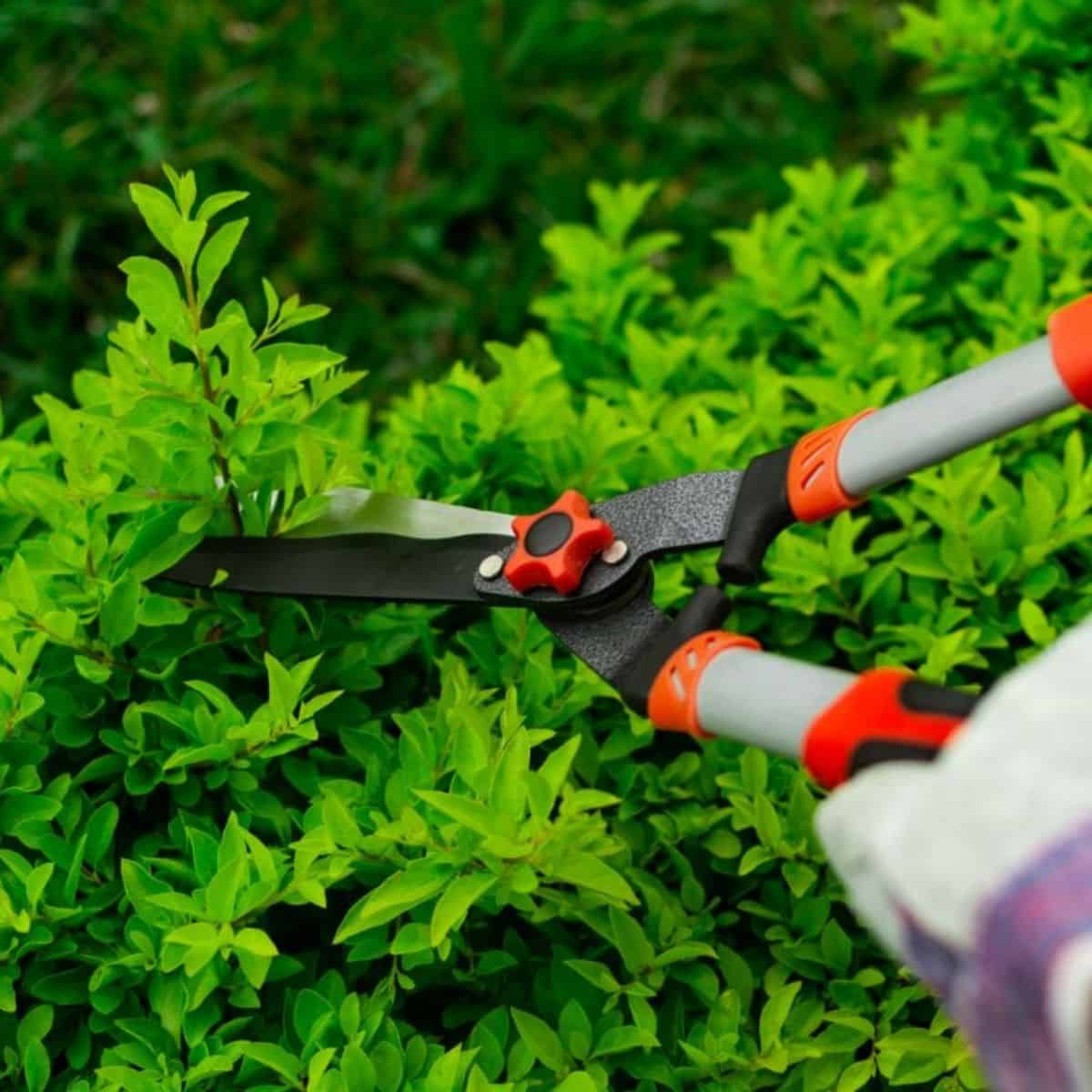 Hands holding garden shears and pruning a plant.