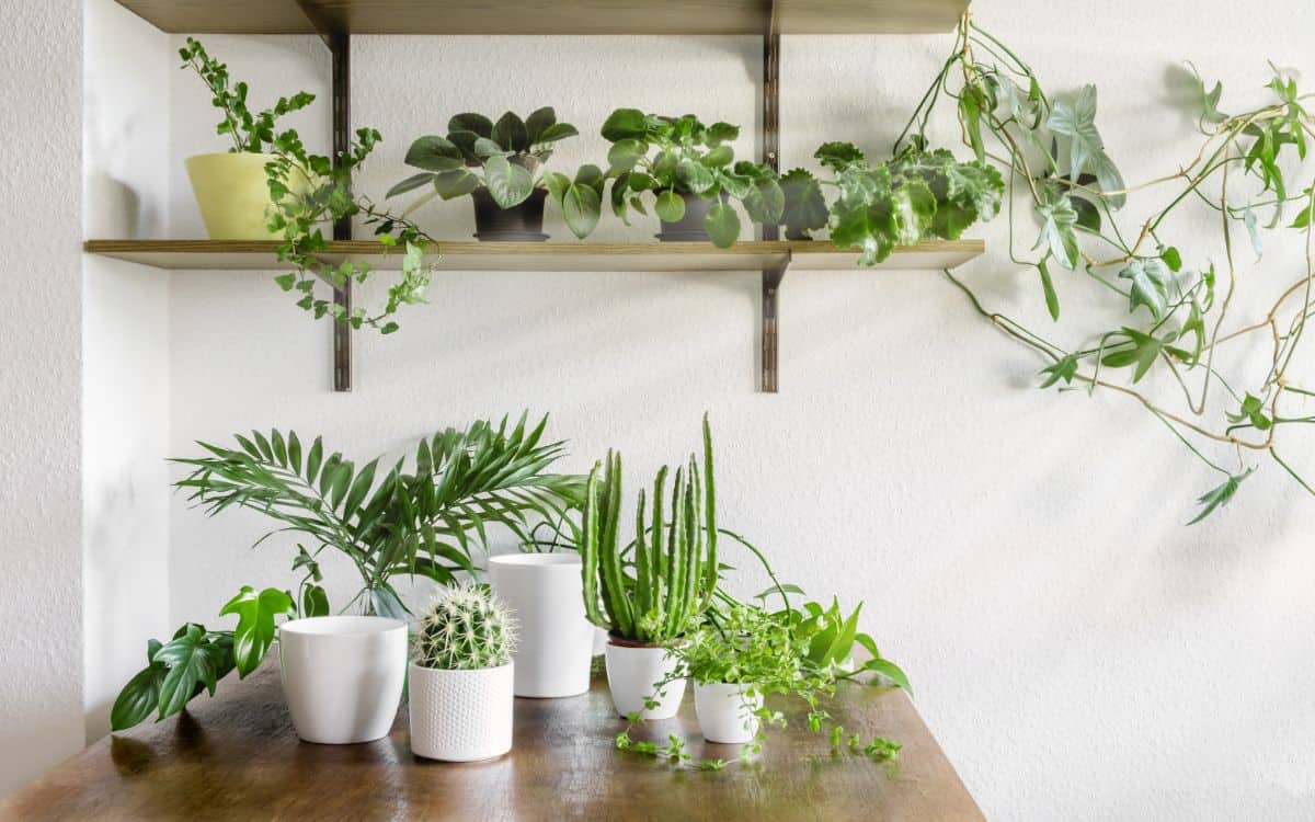 Different varieties of succulents in pots indoors.