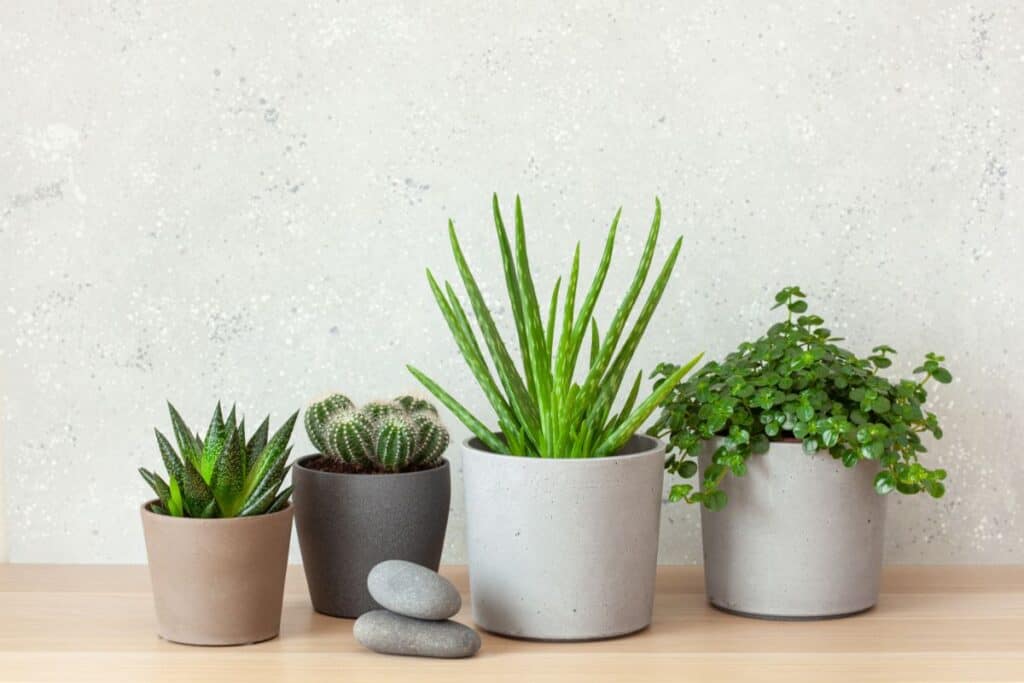 Best Pots For Succulents in 2024 (Our Reviews & Comparisons) Sublime