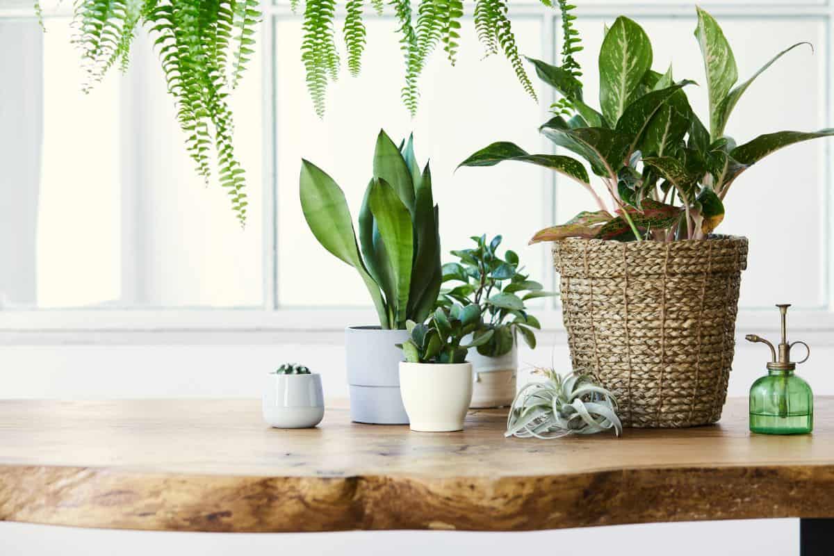 Different varieties of succulents on a wooden table indoors.