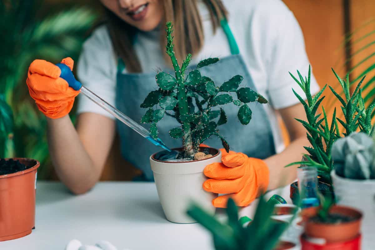 Woman fertilize a succulent in a white pot.