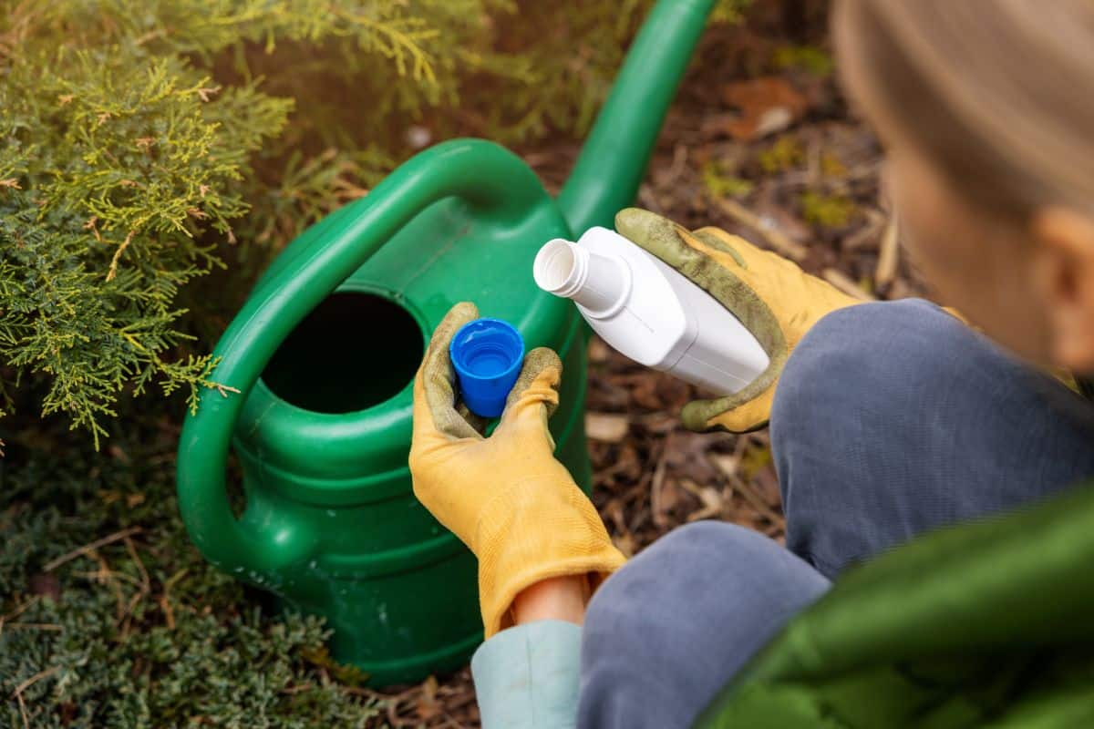 Woman pouring a liquid fertilizer on a field