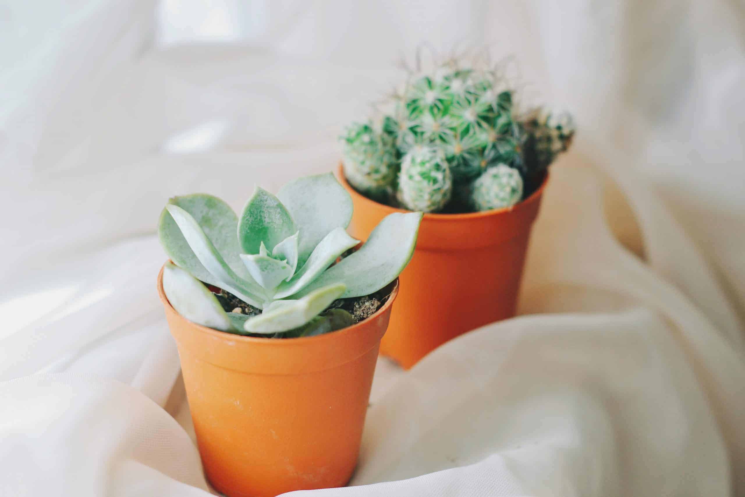 Succulents plants in terracotta pots.