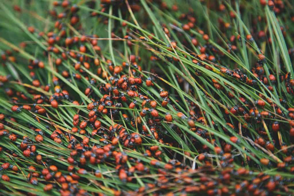 Bunch of ladybirds on straws.
