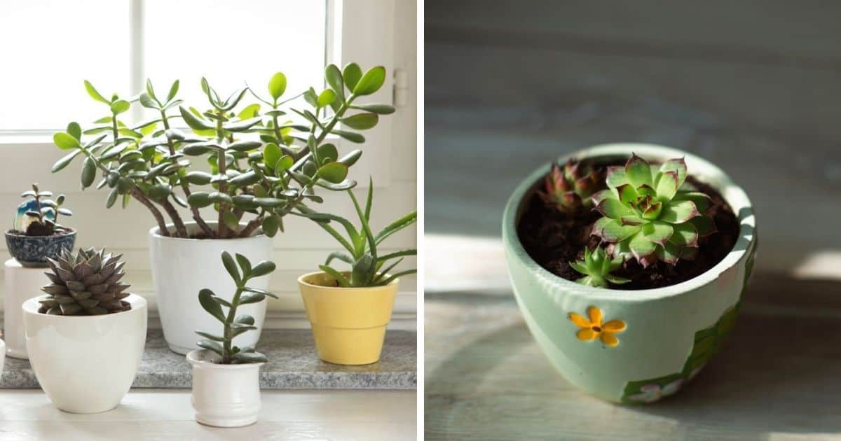 Best Light Cycle for Flowering Succulents Sublime Succulents