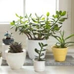 Different varieties of succulents in pots near a window.