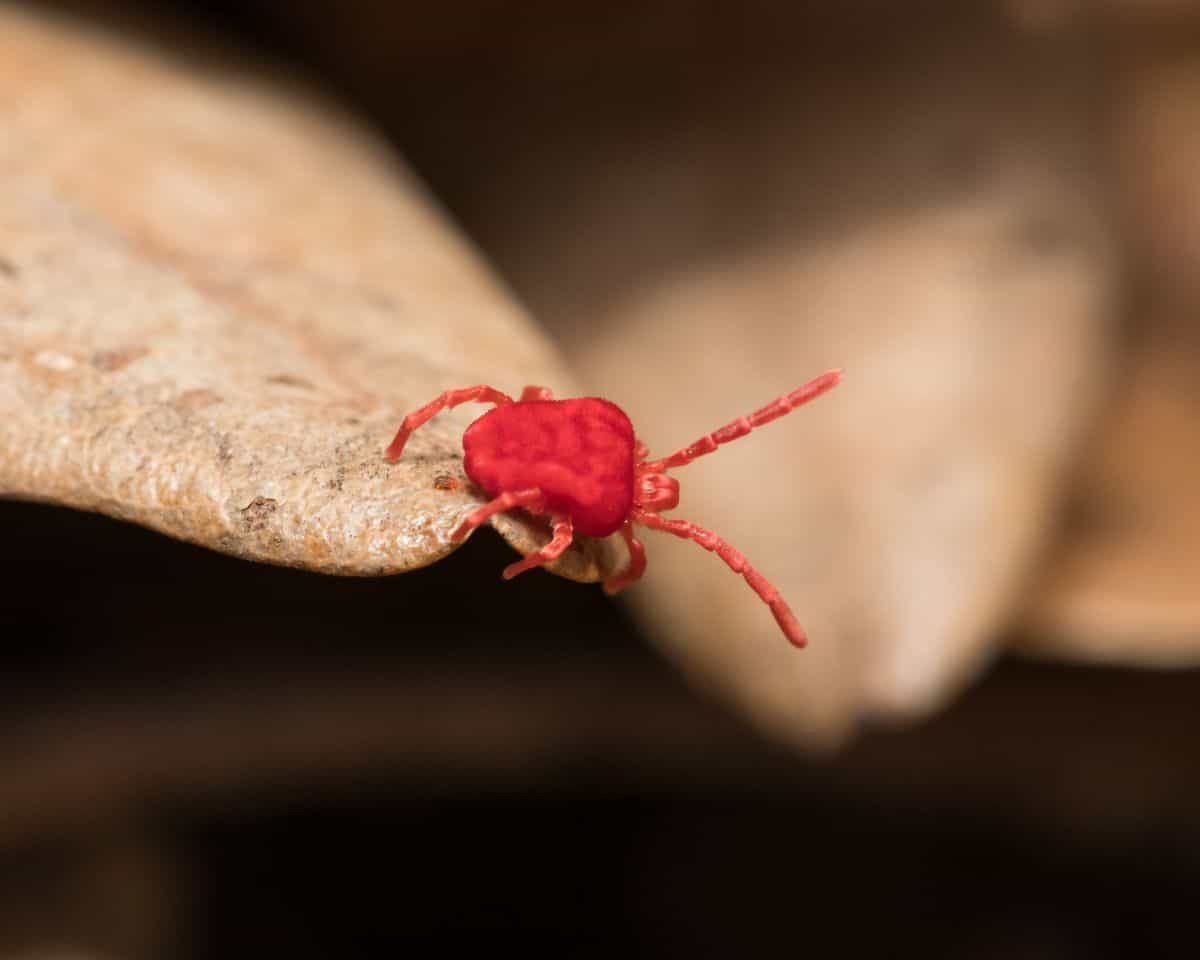 Clover mite on a leaf.