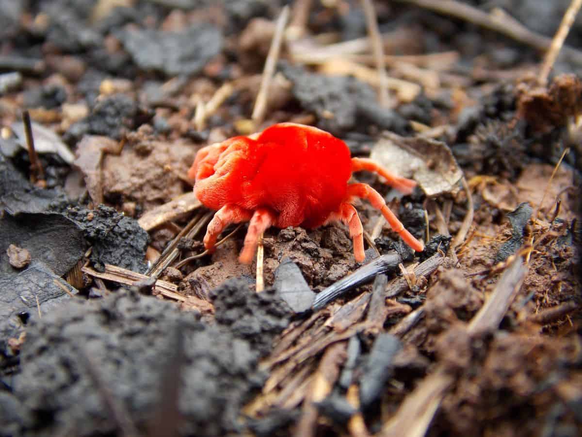 Clover mite close-up.