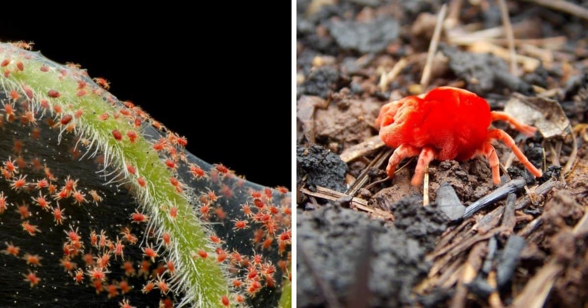 Clover Mites vs Spider Mites Sublime Succulents