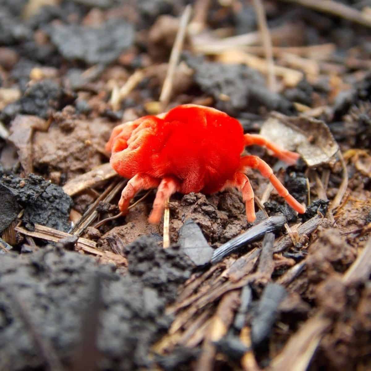 clover-mites