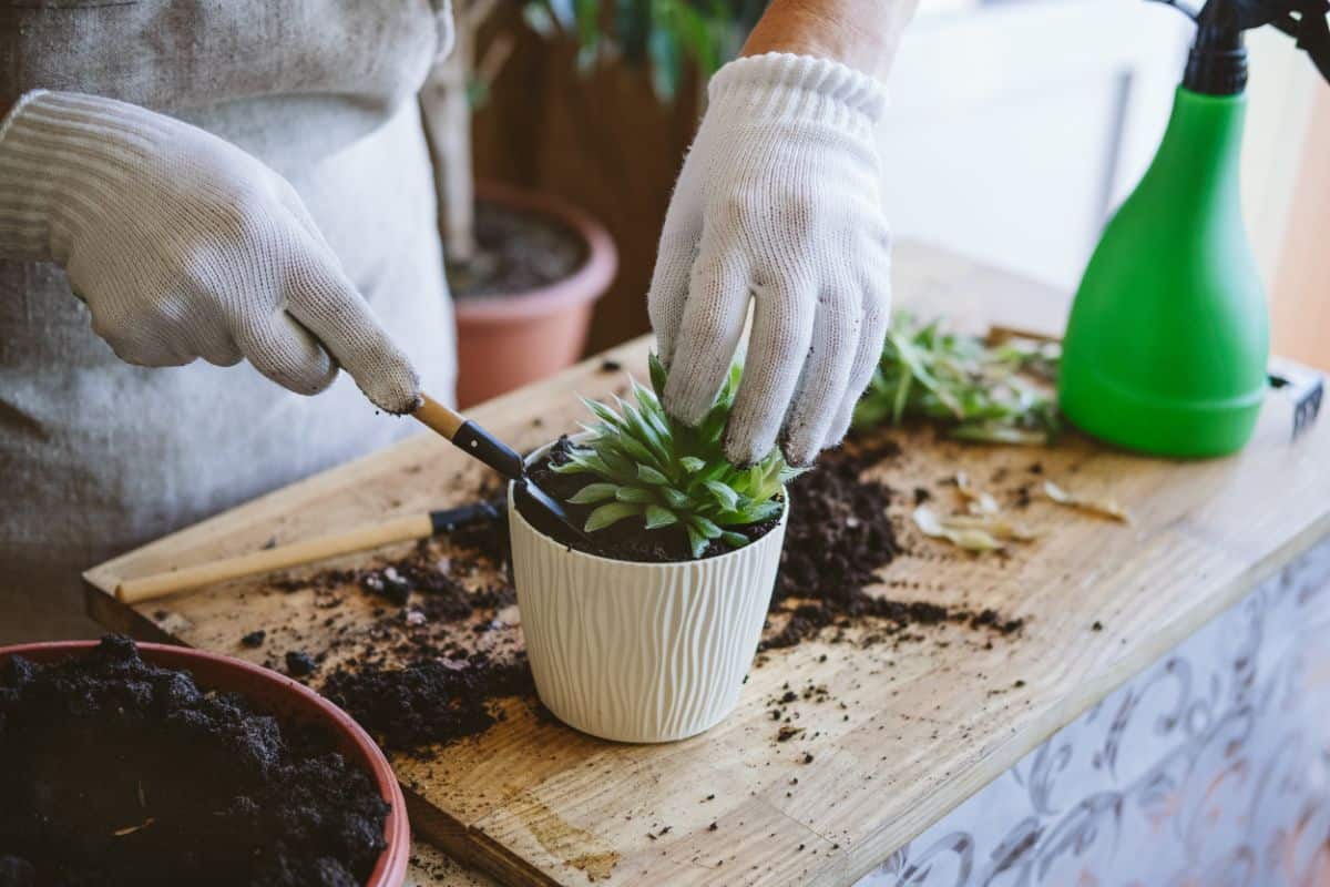 Gardener transplanting a succulent.