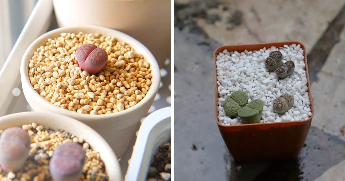Two images of perlite and pumice soil in pots.