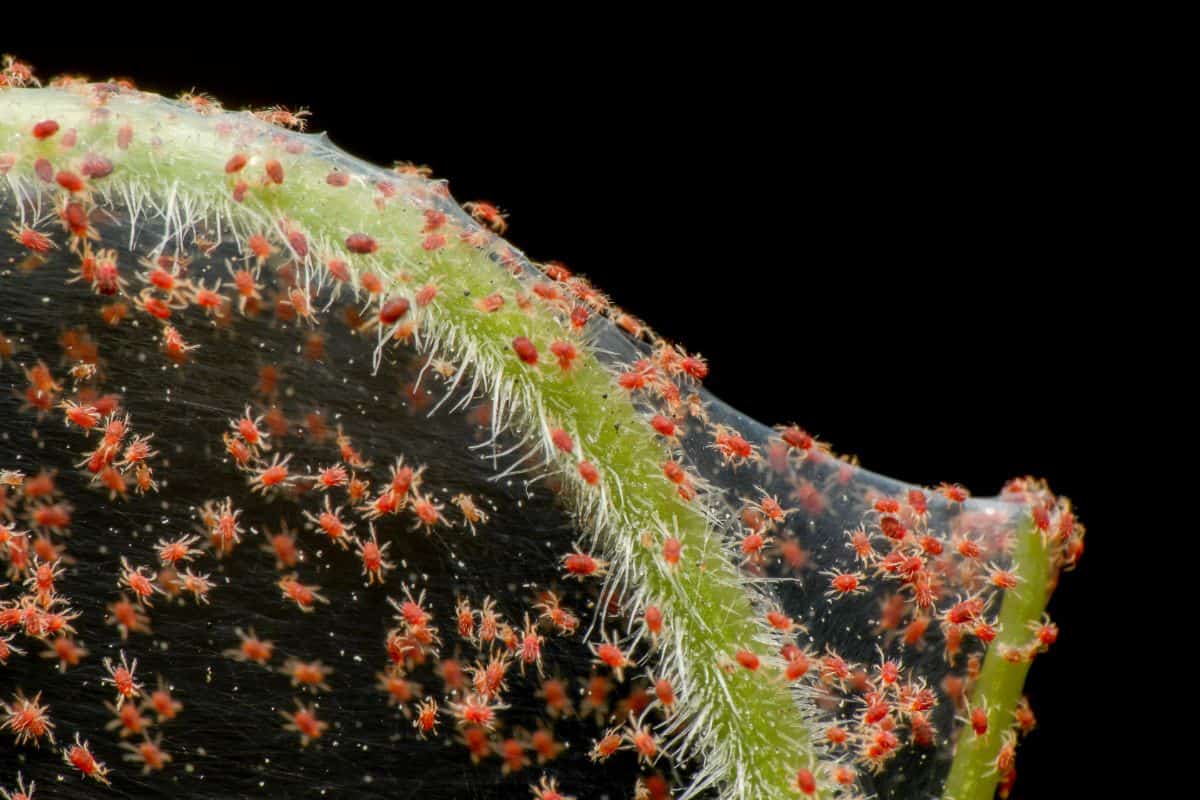 Spider mites on a stem.
