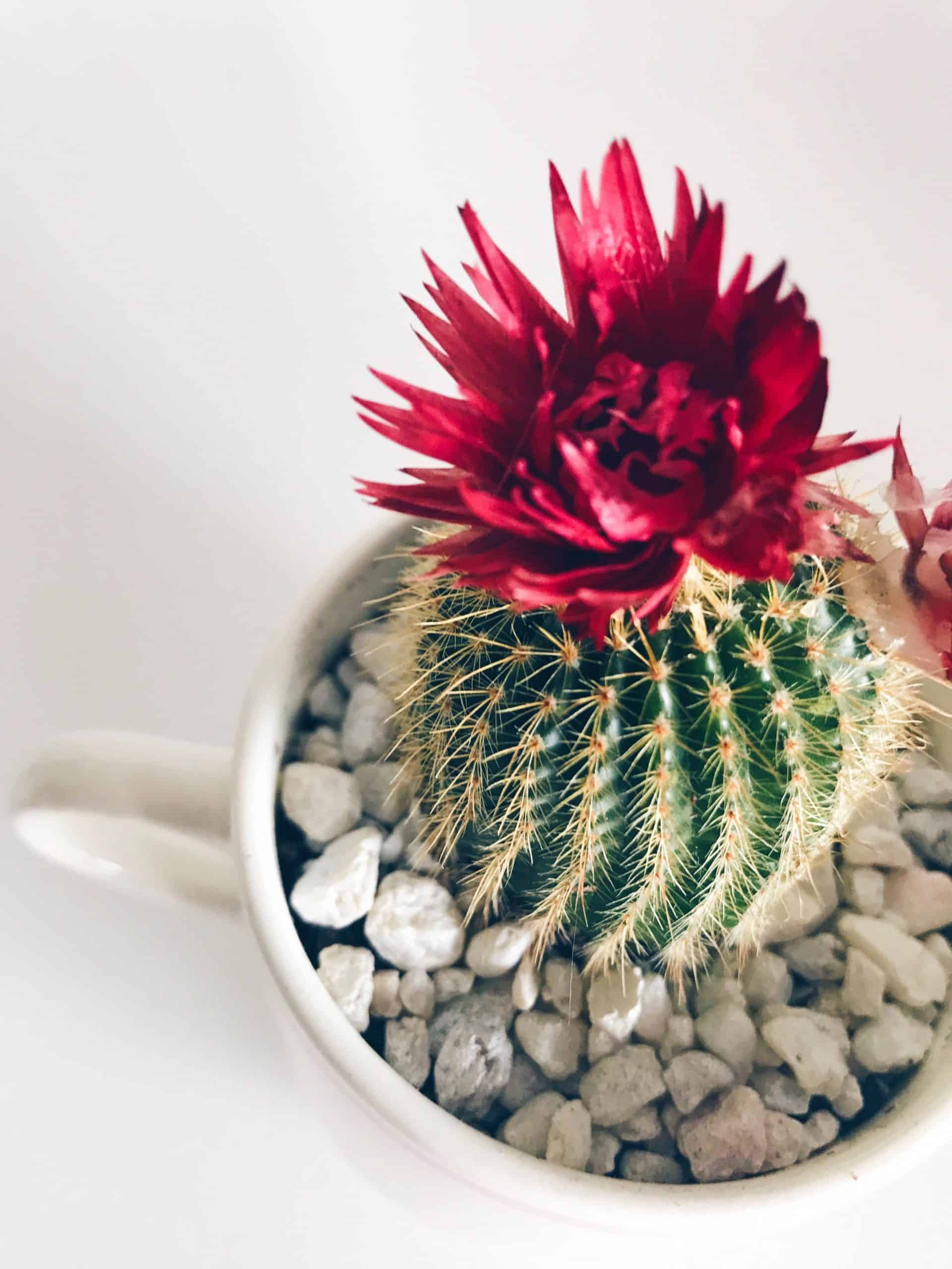 Flowering cactus in a white cup as a pot.