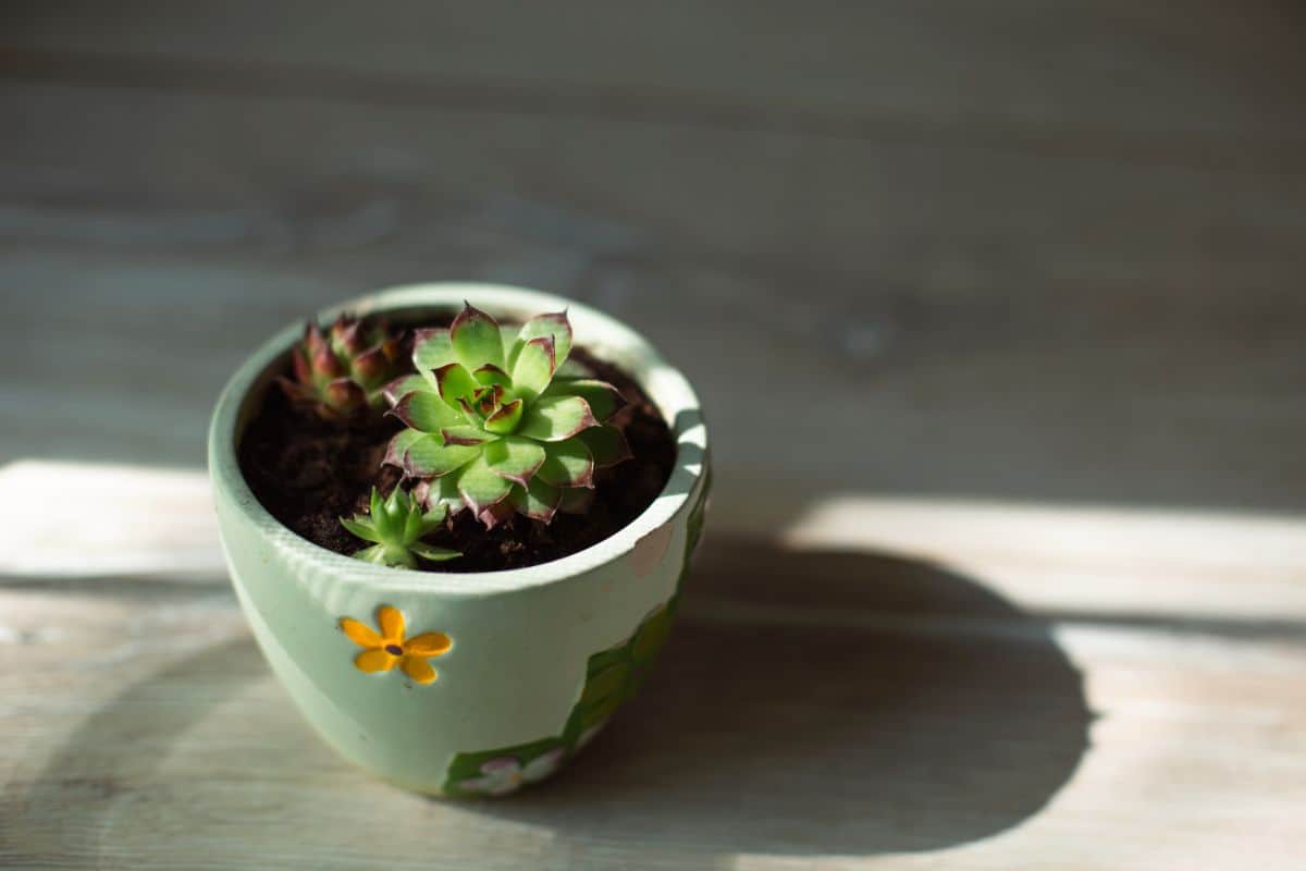 Small succulent plant in a pot .