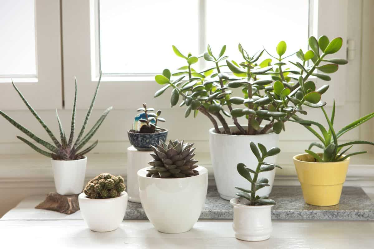 Different varieties of succulents in pots near a window.