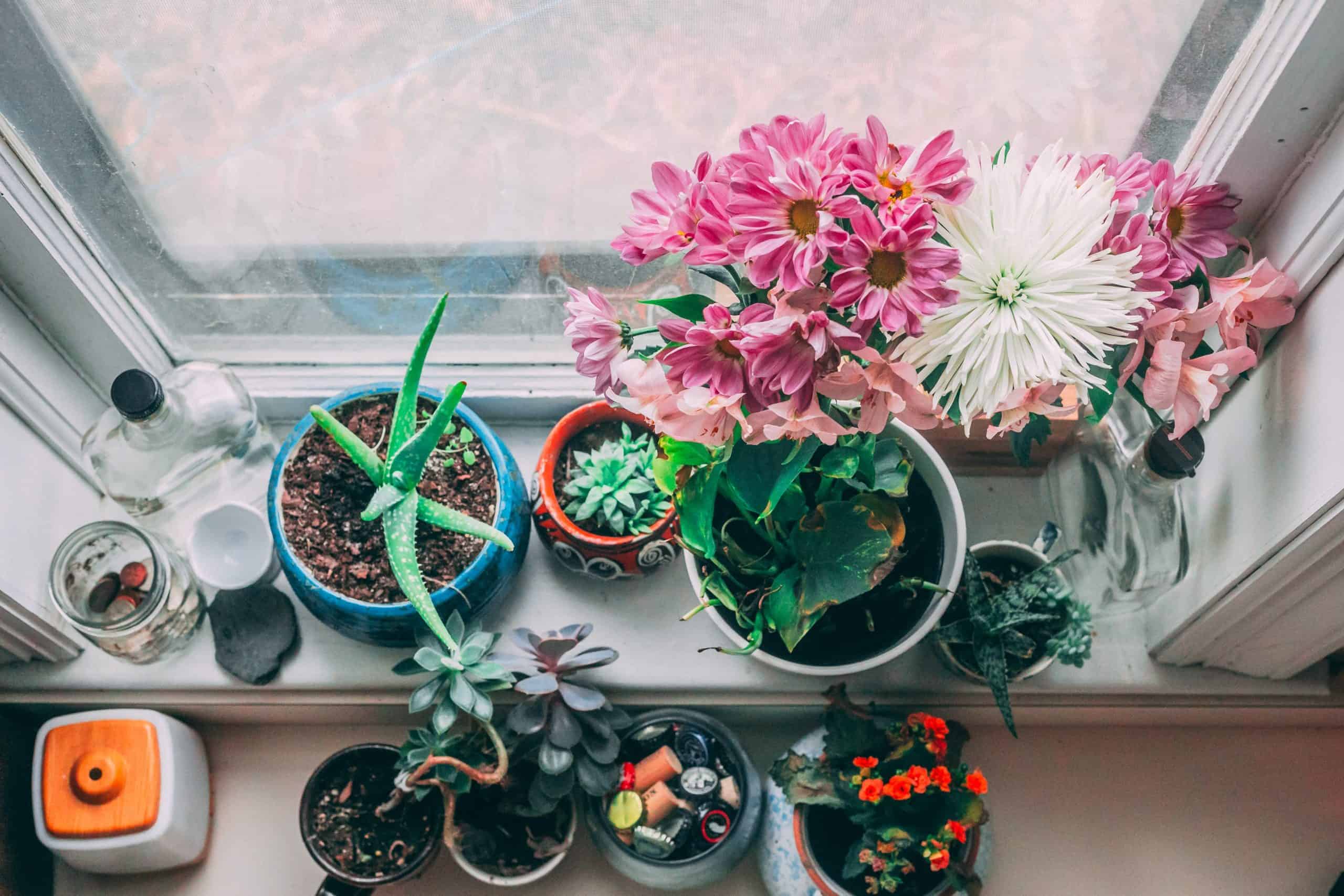 Best Light Cycle for Flowering Succulents