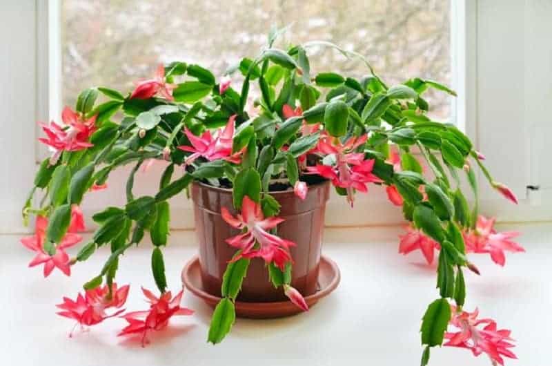 Christmas cactus in a brown pot near a window.