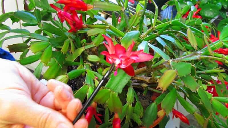 Hand pollinating Christmas cactus.