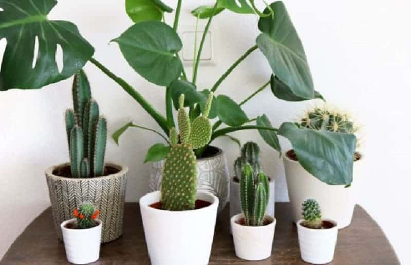 Different varieties of succulents in pots on a wooden table.