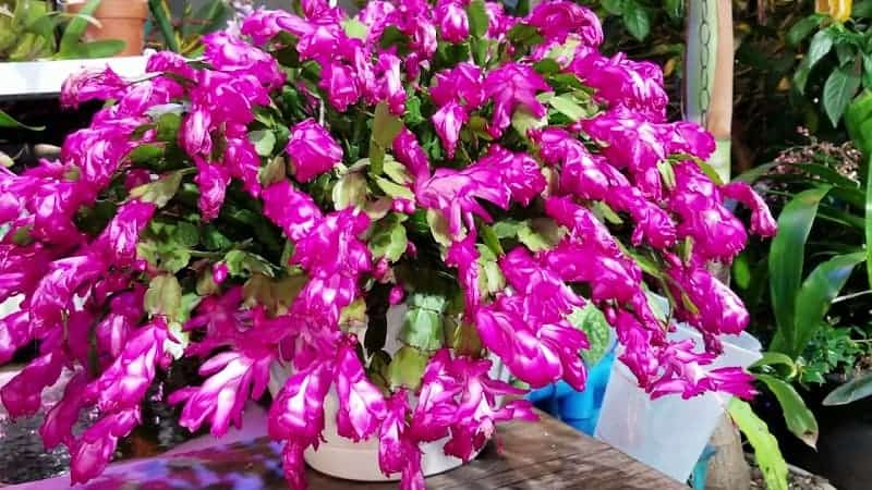 Flowering Christmas cactus in a pot on the table.