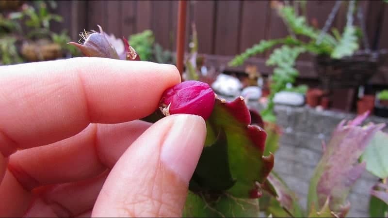 hand holding a Christmas cactus flower.