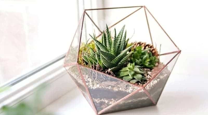 Succulents growing in a modern-looking pot.