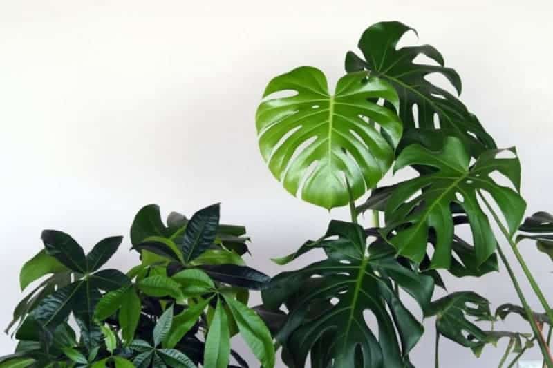 Indoor plants on a white background.