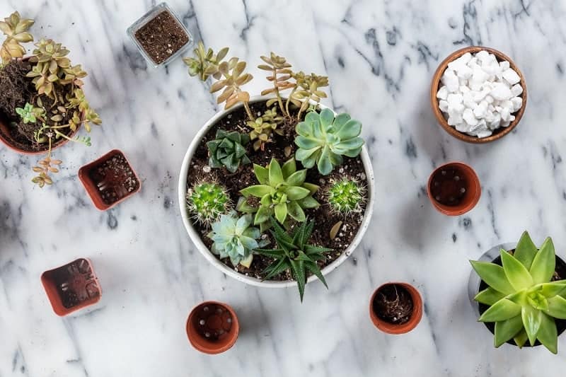 Different varieties of succulents in pots.