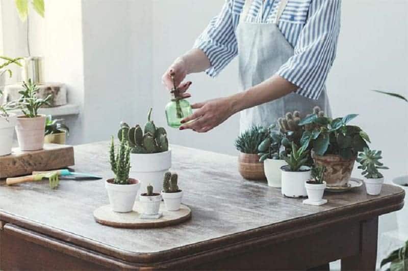 Gardener taking care of succulents in pots on the table.