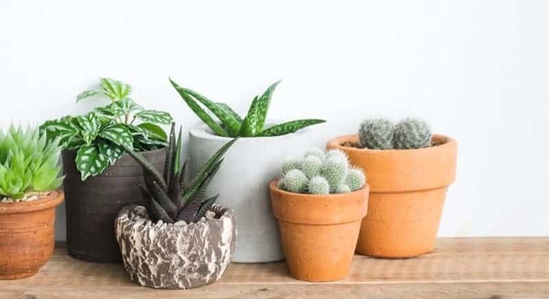 Different varieties of succulents in pots.