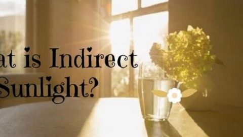 What is Indirect Sunlight