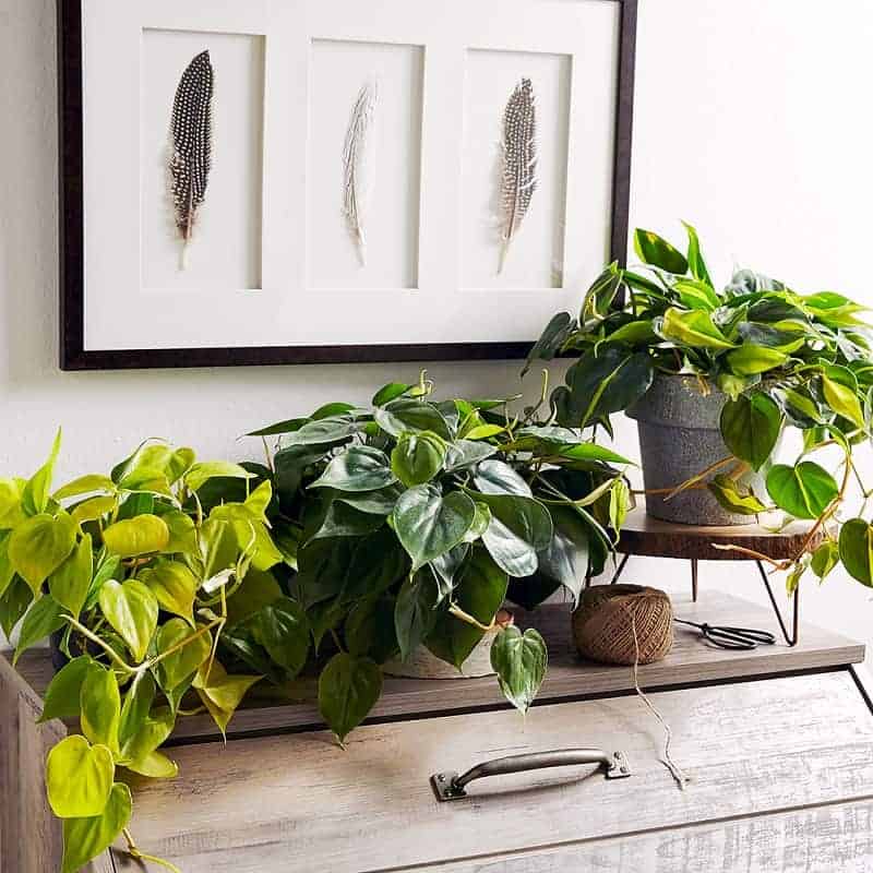 Indoor plants in pots on furniture.